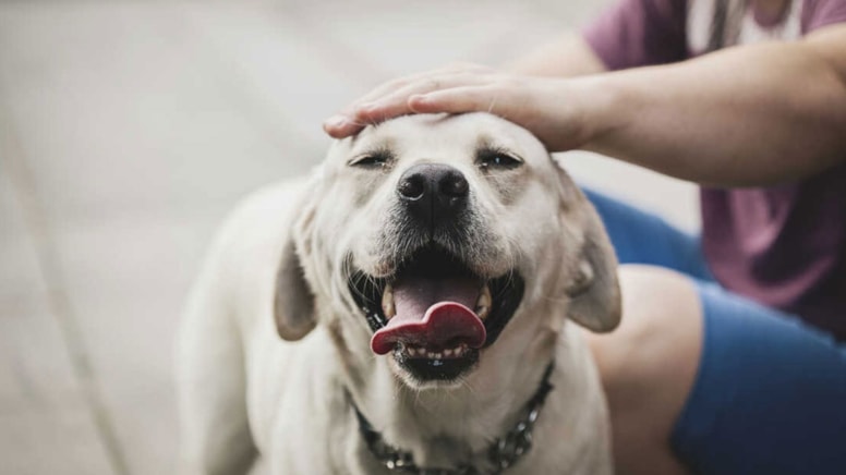 Bu kez köpek sahibini vurdu