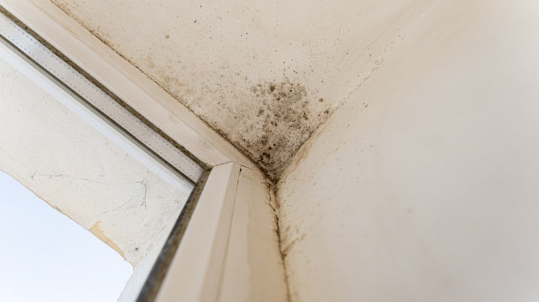 Evdeki nem ve küfü anında yok ediyor! En doğal ve pratik yöntemini uzmanlar açıkladı