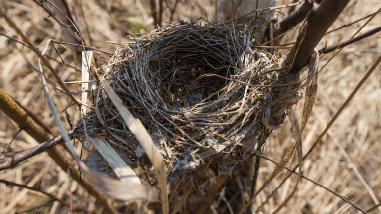 Tarihi değiştirecek kuş türü keşfedildi: Ayakları dinozorlarla aynı