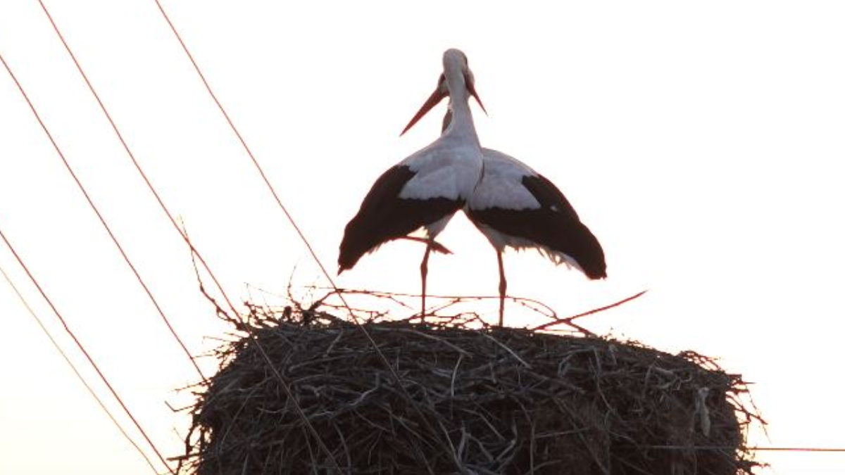 Tunceli'de 2 leylek canları istemiyor diye 6 yıldır göç etmiyor