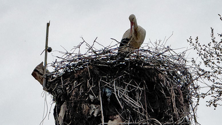 Tekirdağ’ın beklenen leylekleri geri geldi