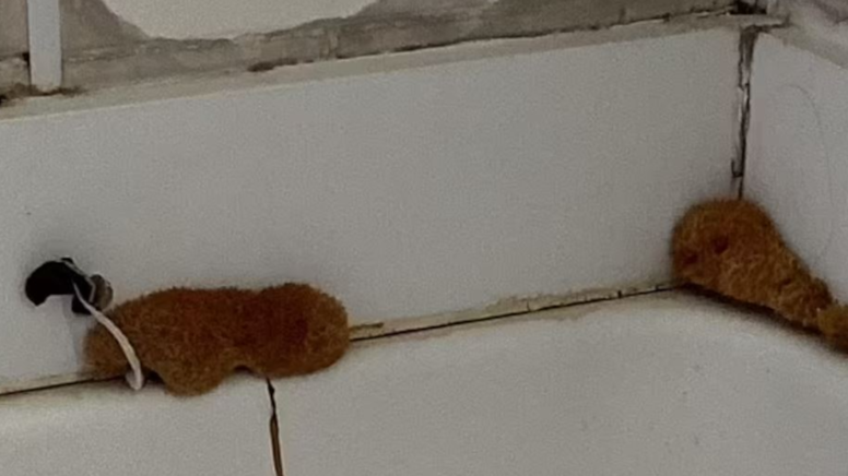 Duş lifi kullanırken 2 kez düşünün! Ev sahibi gördüğüne inanamadı