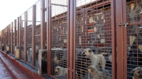 Barınak çalışanlarının mesajları ortaya çıktı: Sokak köpekleri için 'şeytan' benzetmesi