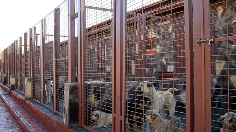 Barınak çalışanlarının mesajları ortaya çıktı: Sokak köpekleri için 'şeytan' benzetmesi
