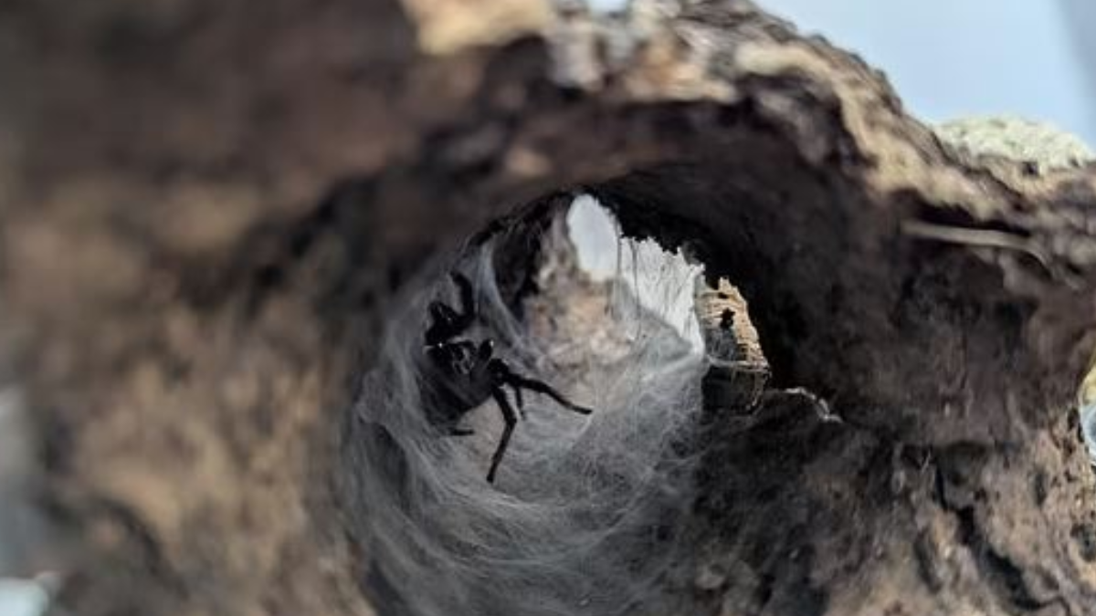 Kargodan dünyanın en  korkunç yaratığı çıktı! Tek ısırığı yetiyor