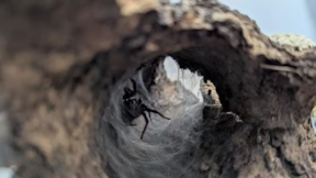 Kargodan dünyanın en korkunç yaratığı çıktı! Tek ısırığı yetiyor