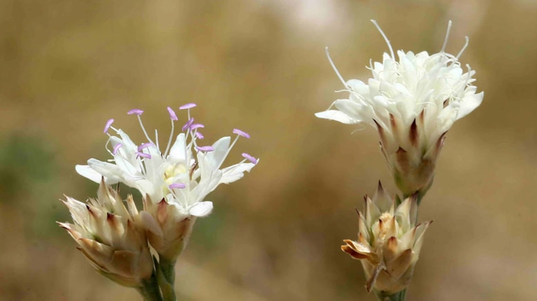 Buzul sığınağı olduğu ortaya çıktı