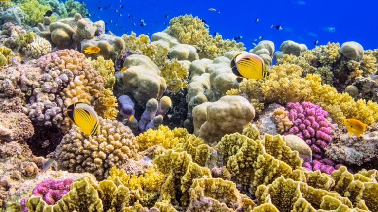 Türleri hızla yok oluyor: Herkesi etkileyecek büyük tehlike kapıda