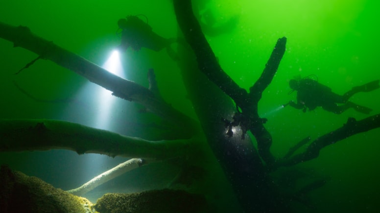 Depremin izleri hâlâ duruyor: Bu ağaçlar 25 yıldır su altında