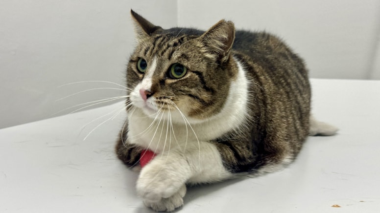 Obez kedi 'Dombili' sokağın maskotu oldu