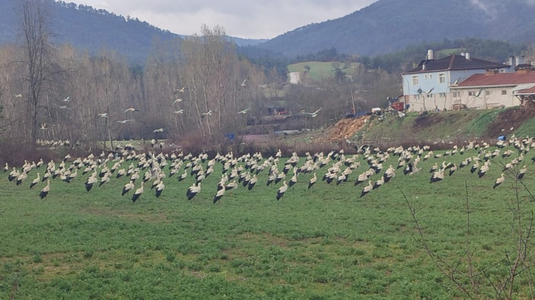 Leyleklerin gizemli yolculuğu