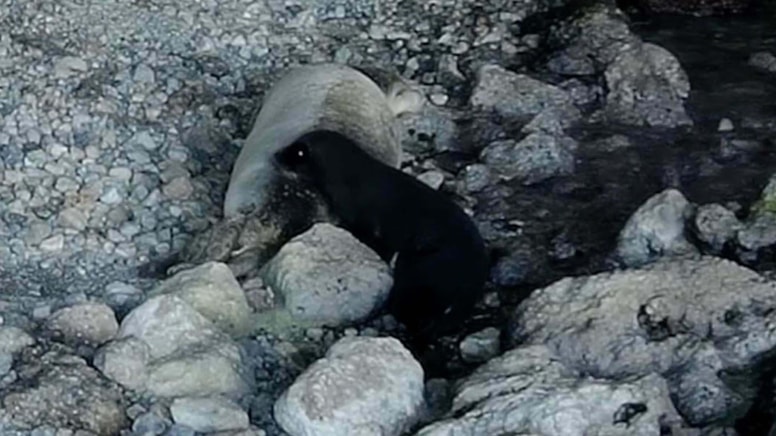 Nadir görülen an: Yavru Akdeniz foku görüntülendi