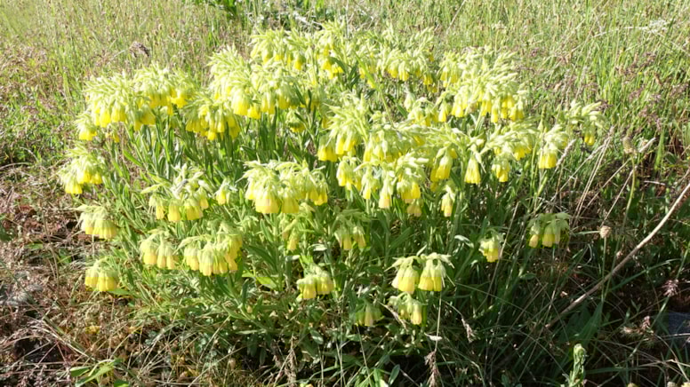 Bilim dünyasına kazandırılan yeni bitki onun adını taşıyor