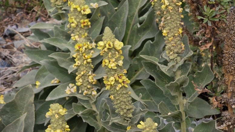 Hatay'da endemik cennet: 50 nadir bitki türü keşfedildi