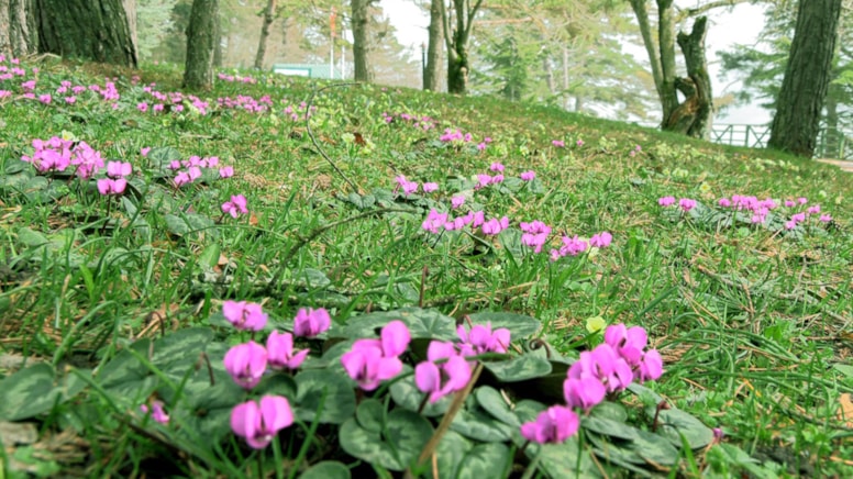 Baharın müjdecisi Abant çiğdemleri, milli parka renk kattı