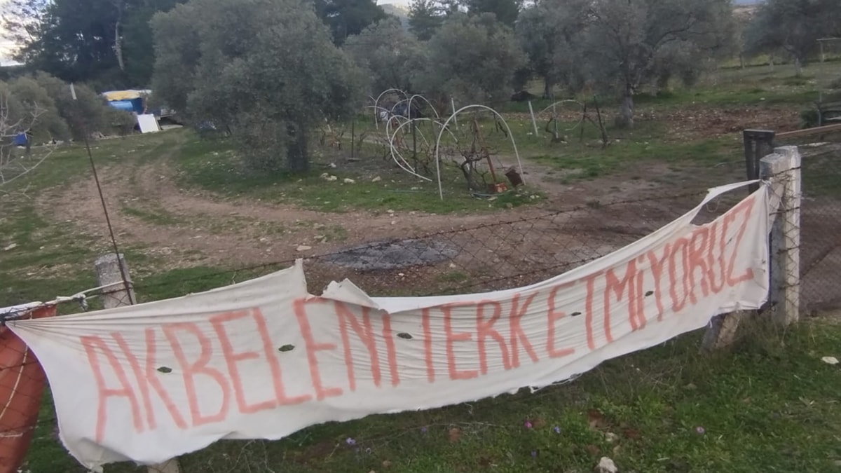 Akbelen’i katletti zeytinlere dadandı