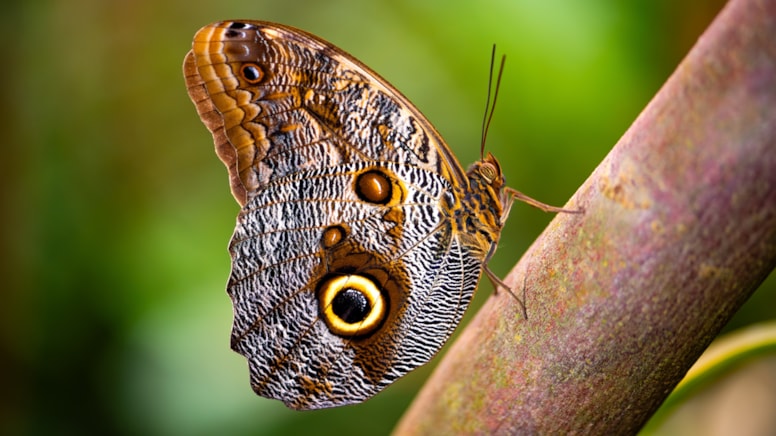 Kelebek popülasyonu son 20 yılda %22 azaldı! İşte sebepleri