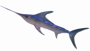 Bilim insanları sırrı çözdü: Deniz gergedanlarının dişleri neden büyük?