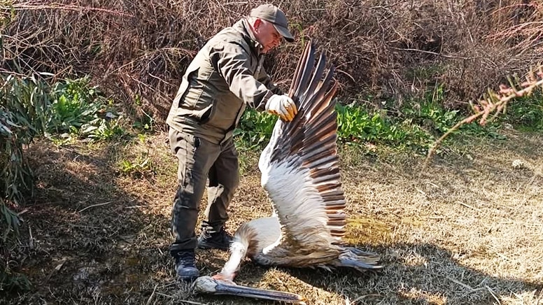 Nesli tehlikedeki bir tepeli pelikan vurularak öldürüldü