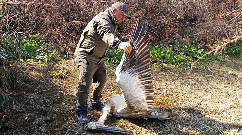 Nesli tehlikedeki bir tepeli pelikan vurularak öldürüldü