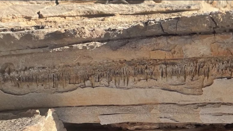 Şaşırtan keşif: Kayalıkların arasında bilinmeyen yaşam formu bulundu!