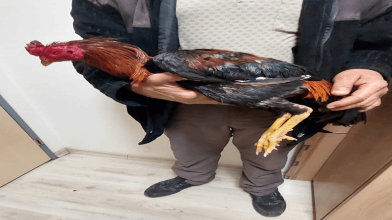 Horoz dövüştüren 4 kişiye büyük ceza