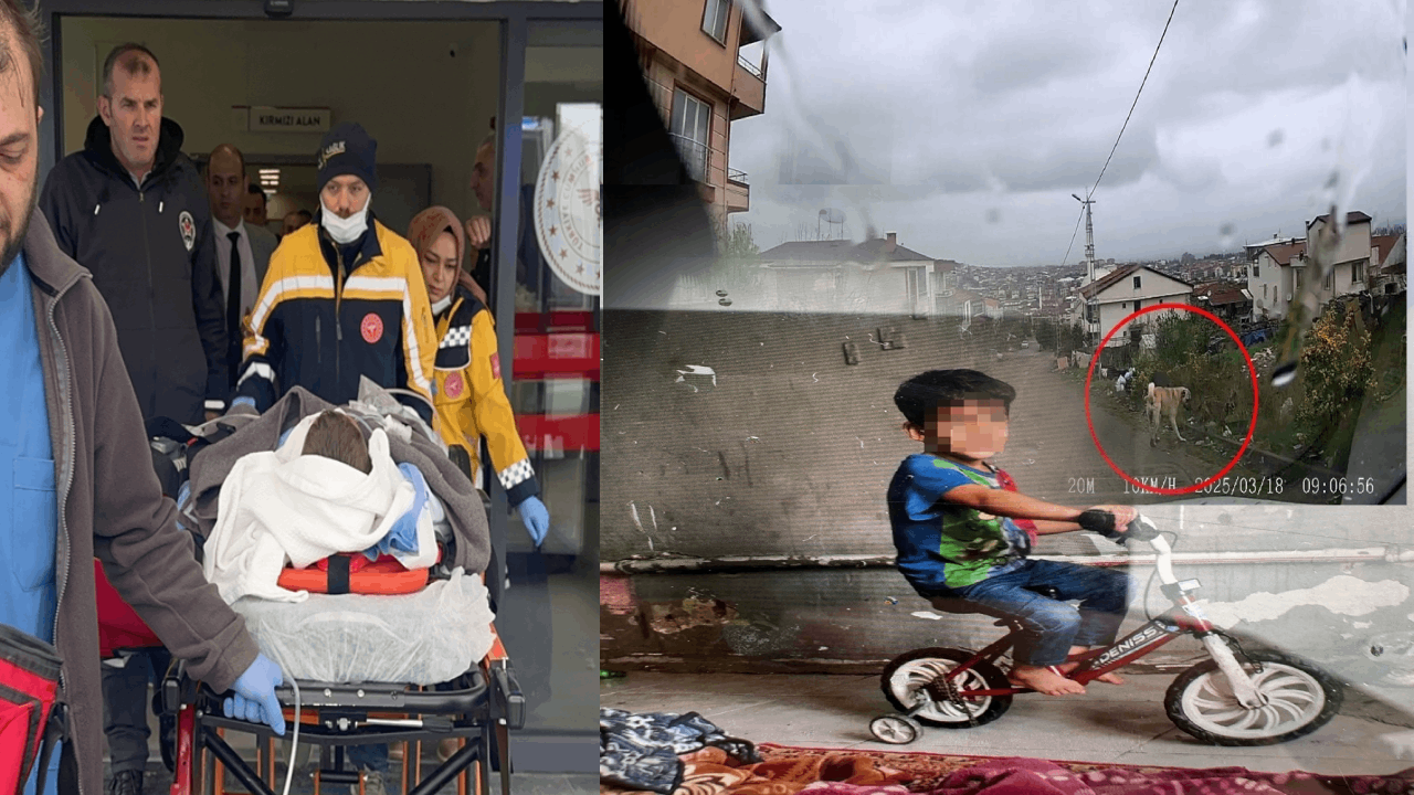 6 yaşındaki çocuk sokak köpeği dehşeti yaşadı