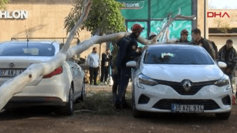 Antalya'da rüzgar şiddeti: Ağaç otomobillerin üzerine devrildi