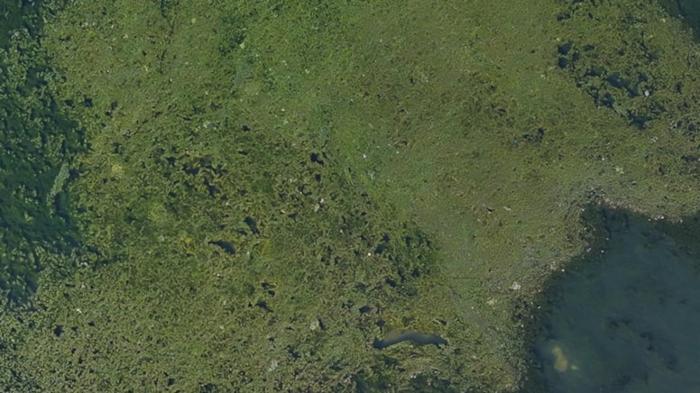 İzmir Körfezi'nde korkutan görüntü