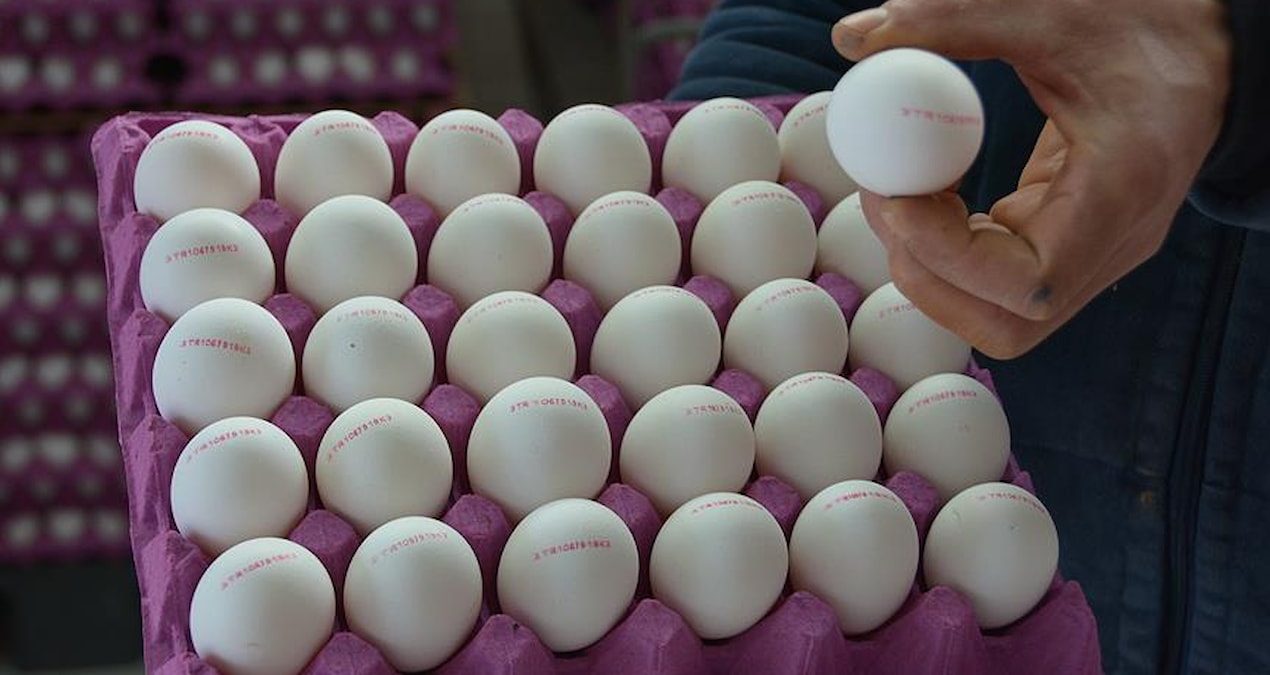 yumurta77jpg-nZHWBuaHS0KqWge3UYXilg Yumurtada gizli bakteri tehlikesi: Bu ayrıntıya bakmadan sakın almayın