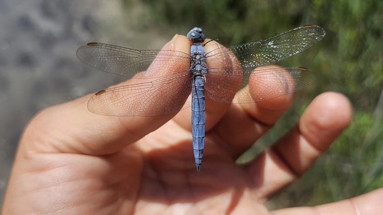 Iğdır'da 38 yusufçuk türü tespit edildi