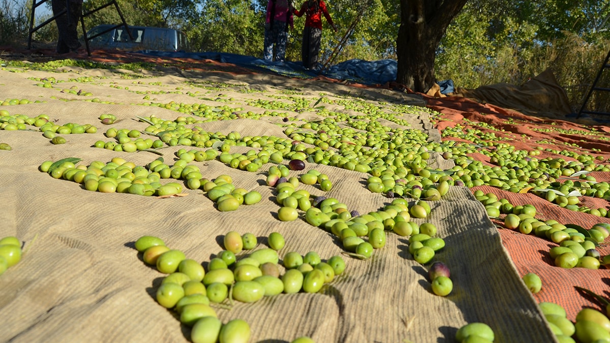 Zeytin sekt�r� g�z�n� ABD pazar�na dikti