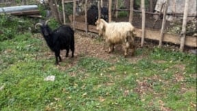 Sokak köpekleri saldırdı; 18 keçi öldü