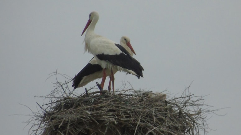 Gelenek bozulmadı: Hitit leyleği yine aynı noktada!