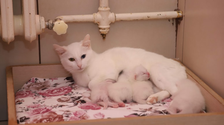 Van Kedi Villa'sında yılın ilk yavruları dünyaya geldi
