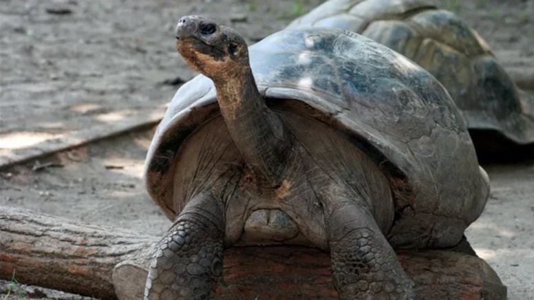 100 yaşında ilk kez anne baba oldular!