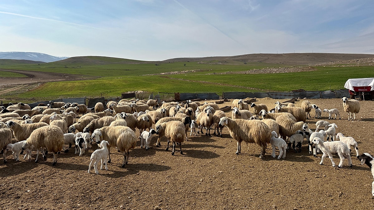 Tunceli'de ‘şap’ karantinası