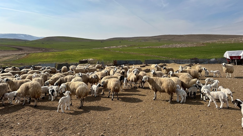 Tunceli'de ‘şap’ karantinası