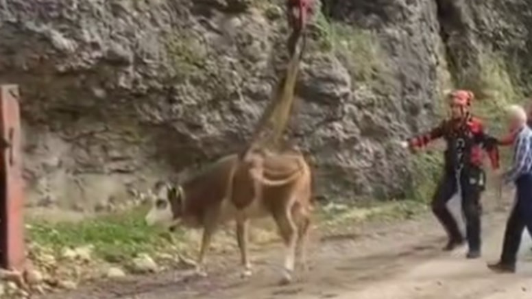 Karabük’te kayalık bölgeye düşen inek kurtarıldı