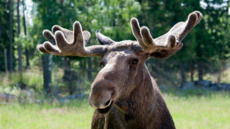 Doğanın en sakin göçü 9 milyon kez izlendi