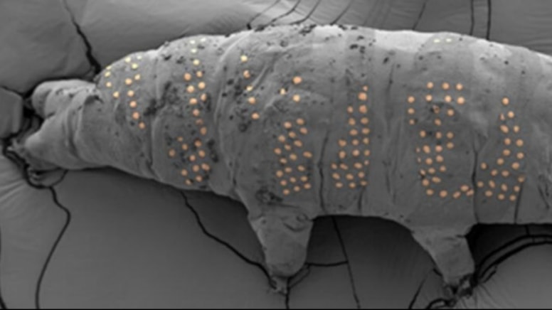 Nanoteknolojide devrim: Mikroskobik su ayılarına dövme yaptılar