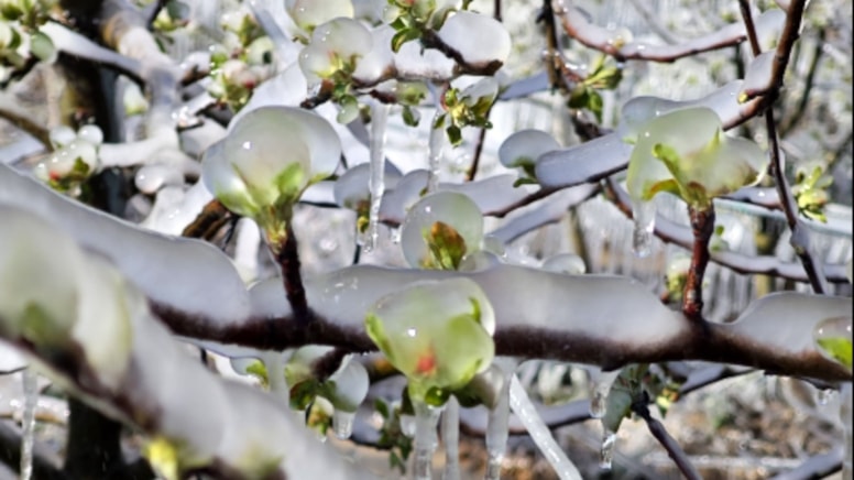 Isparta'da 'zirai don' etkisi: Elma, gül, kiraz ve kayısıda kayıp büyük