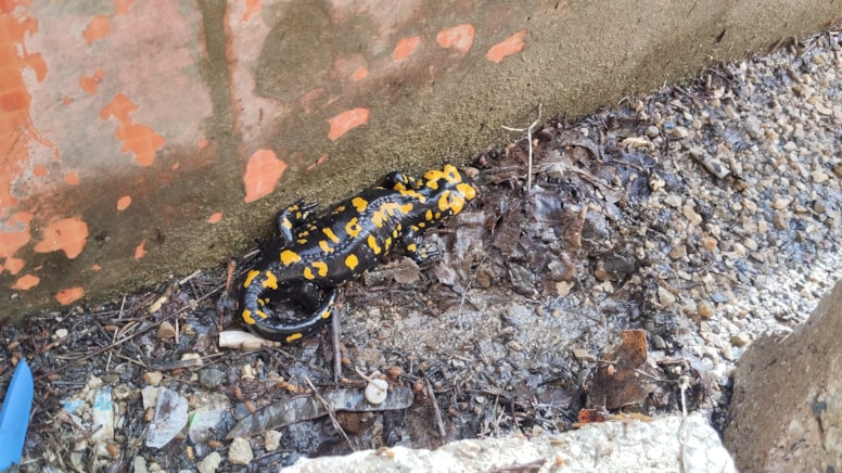 Adana'da nesli tehdit altındaki 'sarı benekli semender' görüldü