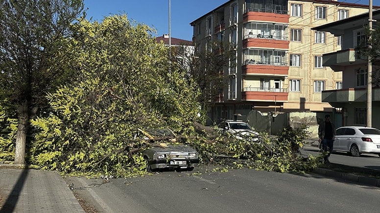 Seyir halindeyken üzerine ağaç devrildi: Sürücü yaralandı