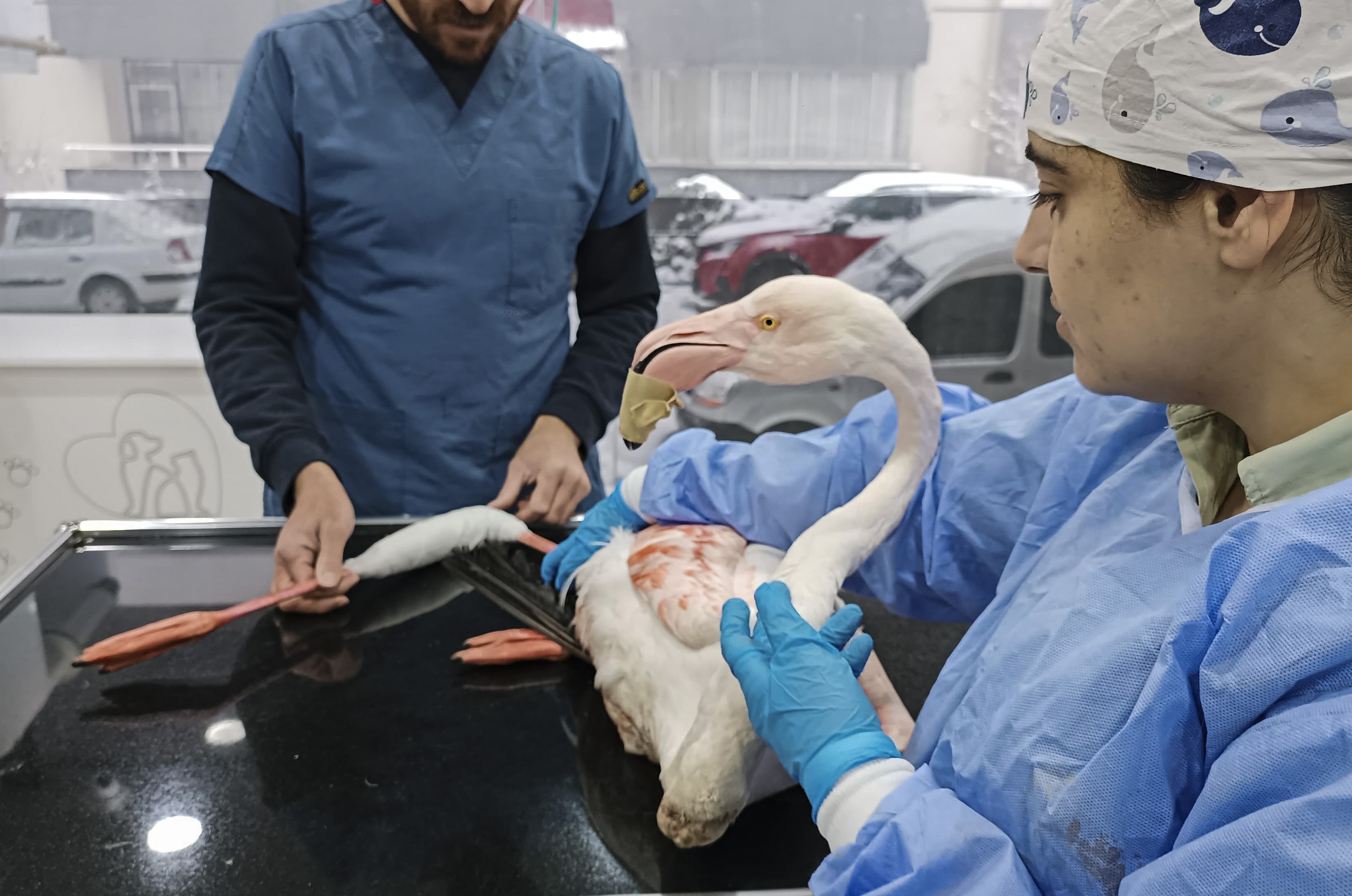 Bitlis'te silahla ayağından vurulan flamingo tedavi altına alındı