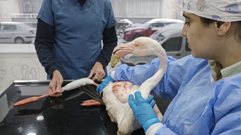 Bitlis'te silahla ayağından vurulan flamingo tedavi altına alındı