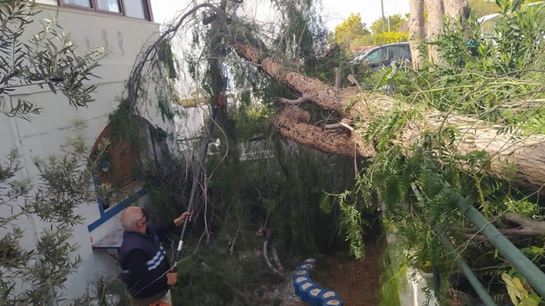 Bodrum'da tekneler suya gömüldü, ağaçlar devrildi