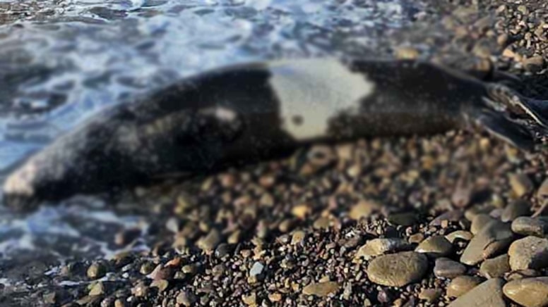 Muğla Bodrum’da ölü Akdeniz foku karaya vurdu!