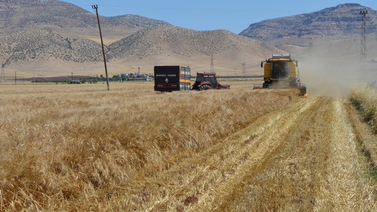 Mardin'de 1 milyar TL'lik buğday vurgunu: 9 tutuklama