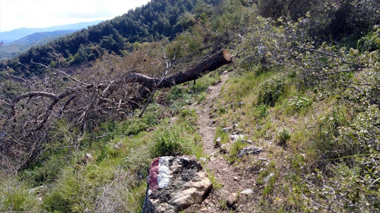 Aydın’daki Kartal dağında binlerce ağaç RES’e kurban edildi